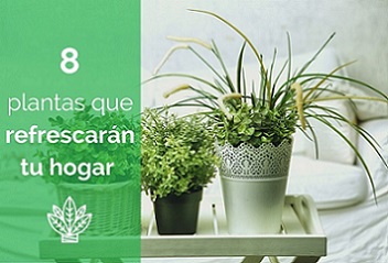 8 plantas que refrescar�n tu hogar
